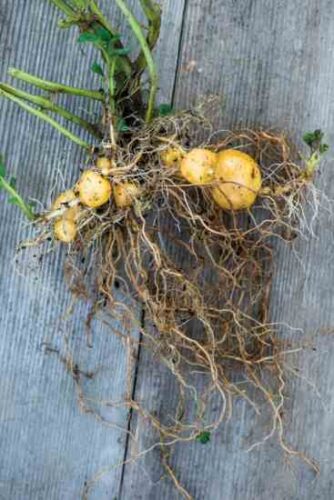 Fabled Heirloom Potatoes from the High Andes